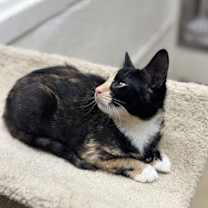 Thumbnail photo of Dahlia #3