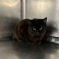 Thumbnail photo of Wild #1