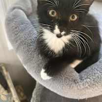 Thumbnail photo of Asoka #1