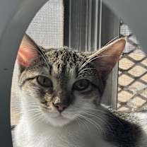 Thumbnail photo of Poppy #3