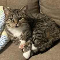 adopt-pet