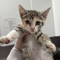 Thumbnail photo of Misty #2