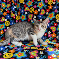 Thumbnail photo of Misty #4