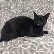 Thumbnail photo of Harissa #3