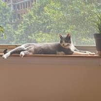 Thumbnail photo of Violet (aka Penelope) #4