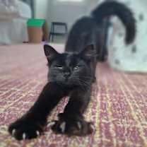 Thumbnail photo of MILA #2