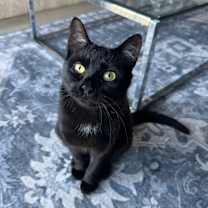 adopt-pet