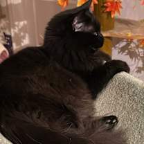 Thumbnail photo of Prince Leo #3