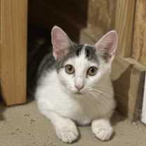 Thumbnail photo of Twinkletoes #4