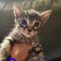 Thumbnail photo of Dougie #3