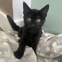 Thumbnail photo of Cocoa #1