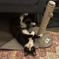 Thumbnail photo of Posey #2