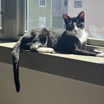 Thumbnail photo of Posey #3