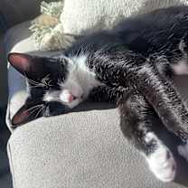 Thumbnail photo of Posey #4