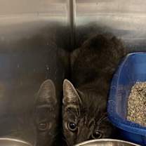 Thumbnail photo of Meowthra #2