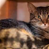 adopt-pet