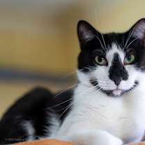 adopt-pet