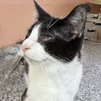 adopt-pet