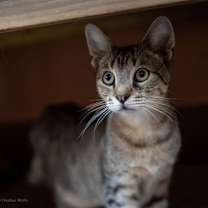 adopt-pet