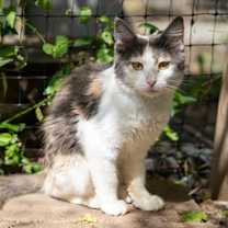 adopt-pet