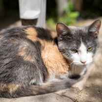 adopt-pet