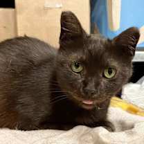 Thumbnail photo of Precious #4