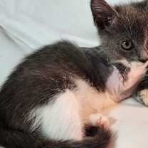 Thumbnail photo of Aspen #2