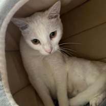 Thumbnail photo of Spicy #2