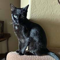 Thumbnail photo of Inky #2