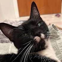 Thumbnail photo of Lucy #4