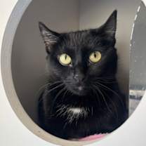 adopt-pet