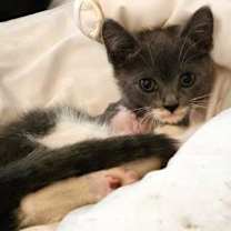 Thumbnail photo of Aspen #3