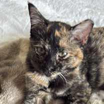 Thumbnail photo of Baby Trixie #1