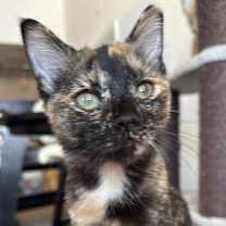 Thumbnail photo of Baby Trixie #2