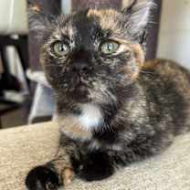 Thumbnail photo of Baby Trixie #3