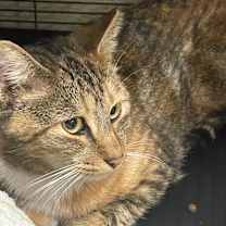 Thumbnail photo of PUME #2