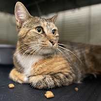 Thumbnail photo of PUME #3