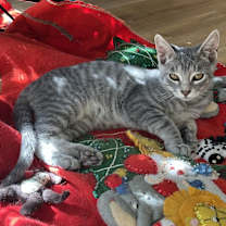 Thumbnail photo of Fig #1