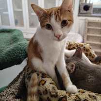 Thumbnail photo of Sunkist #2