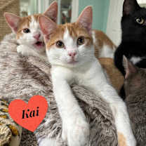 Thumbnail photo of Sunkist #4