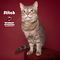 Thumbnail photo of STITCH #1