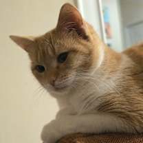 Thumbnail photo of Madonna #4