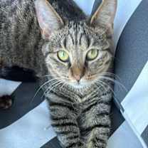 Thumbnail photo of Tookie #1