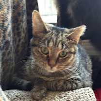 Thumbnail photo of Tookie #4