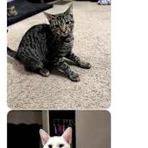 Thumbnail photo of Kodiak FKA Tilted Kilt brown #2