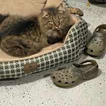 Thumbnail photo of Sassy Boy #3