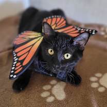 Thumbnail photo of Khaleesi #1