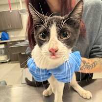 adopt-pet