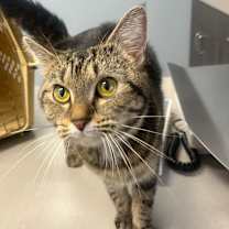 adopt-pet