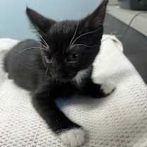 adopt-pet